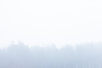 Sticker - Mist-clad bare trees in an empty public park