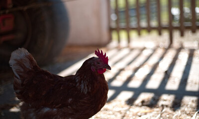 Canvas Print - Closeup of the closeup the hen in the yard.