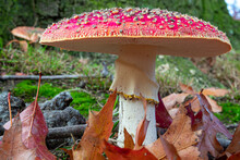 Closeup Shot Of Amanita Muscaria, Commonly Known As The Fly Agaric Or Fly Amanita