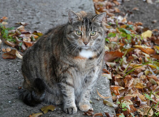 Sticker - High angle shot of a cat in a park during the day