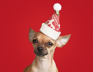 Wall Mural - Portrait of a dog in a new year's red Santa Claus hat on a background.