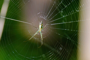 Poster - Selective focus shot of an insect on the spider web