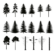 Big Set Of Forest Trees Silhouettes For Design On White Background