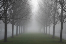 Tree Row On A Foggy Autumn Morning