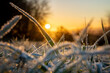 erster Frost in Deutschland mit Sonnenuntergang, frostige Wiese