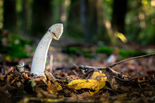 Close-up Shot Of Beautiful Mushroom Phallus Impudicus Linne In The Forest