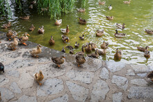 Several Ducks On The Shore Of A Pond With Concrete Stones.