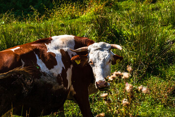 Canvas Print - Close-up shot of a cow standing and grazing on grassy field