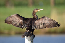 Selective Focus Shot Of A Cormorant Perched On A Wooden Pole