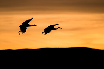 Sticker - Silhouettes of two storks flying at sunset