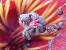 Closeup Shot Of A Stamen Of A Flower On A Blurred Background