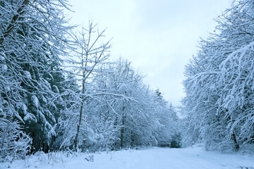 Wall Mural - winter landscape with white trees covered with snow .