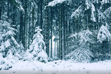 Wall Mural - winter forest with white fir trees covered with snow .