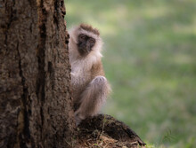 Monkey In Africa 