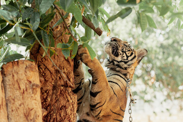 Wall Mural - Tiger on chain is trying to climb a tree, Kanchanaburi, Thailand