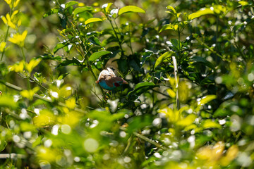 Sticker - Scenic view of a bird perched on a tree branch in a sunny weather