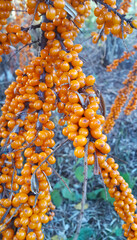 Canvas Print - sea-buckthorn branch with bright ripe orange berries