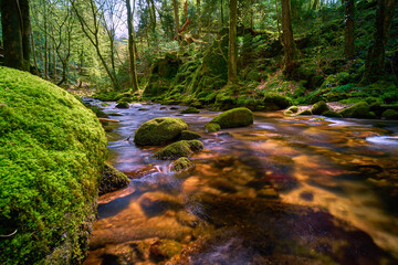 Wall Mural - Beautiful shot of a stream in the Black Forest with moss and stones