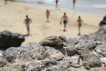 Sticker - Cute small Maghreb squirrel on the coast of the sea