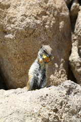 Wall Mural - Portrait of a beautiful squirrel eating food on the sea.