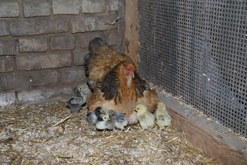 Sticker - Hen and poultries in the livestock in the village