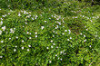 Hedge bindweed (calystegia sepium) flowers