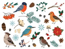 Winter Birds And Botanical Elements. Forest And City Feathered Characters. Spruce Twigs. Seeds Or Berries. Sparrow And Bullfinch On Branch. Vector Different Types Of Animals And Plants Set