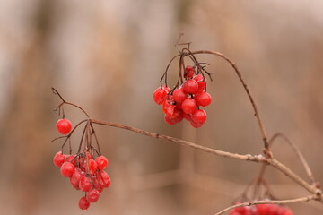 Wall Mural - Viburnum fruits on branch in winter, guelder rose winter fruits horizontal image.