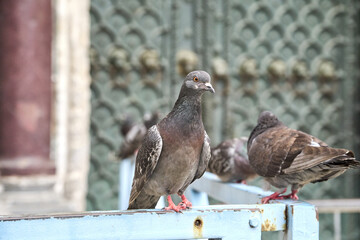 Poster - Brown pigeons perched on a fence on a blurred background