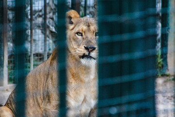 Poster - Selective of a gorgeous lion in a zoo