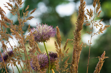 Wall Mural - Allium flowers in a field