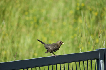 Poster - Gray Ring ouzel perched on the door of a fence in the park