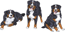 Set Of Three Dogs Breed Bernese Mountain Dog Standing, Sitting And Lying