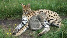 Closeup Shot Of A Serval Cat With F5 Savannah Cat