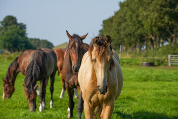 Sticker - Group of horses in a field of stallions in the Netherlands