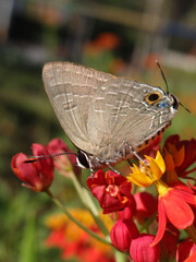 Sticker - Brown butterfly on colorful flowers in the garden