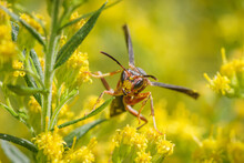 Red Paper Wasp, Polistes Carolinus, Crawling On Yellow Wild Flowers, Close Up