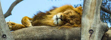 Closeup Shot Of A Lion Sleeping On A Tree Branch