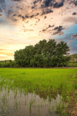 Canvas Print - Beautiful view of a cultivated field on the sunset sky background