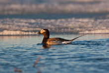 A Male Long-tailed Duck (Clangula Hyemalis), Formerly Known As An Oldsquaw, On A Lake On The Coastal Plain Of The Arctic National Wildlife Refuge, AK, USA.