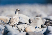 A Male Rock Ptarmigan (Lagopus Muta) Sits On The Rocks On The Shore Of The Canning River On The Coastal Plain Of The Arctic National Wildlife Refuge, AK, USA.
