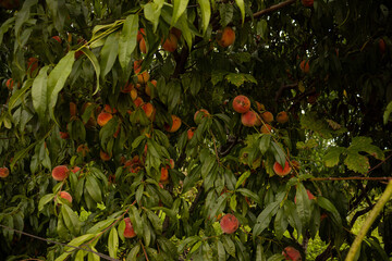 Poster - Ripe peaches on a tree in a garden