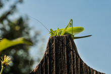 Large Green Grasshopper On A Wooden Fence