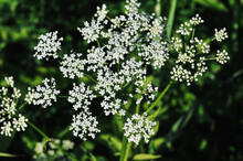 Selective Of Cow Parsley Plant In A Field