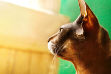 A Portrait Of A Sphynx Cat In Profile.