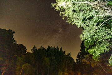 Wall Mural - Starry sky through the trees in from the sanctuary called Mountain Light Sanctuary