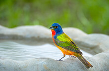 Portrait Of A Cute Painted Bunting Bird On A Rock