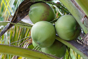 Wall Mural - Fresh coconut on the tree, coconut cluster on coconut tree,