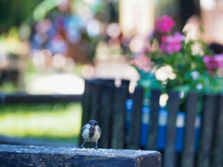 Poster - Parus bird perched on a wooden bench in the park