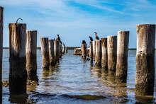 Cormorants Perched On Wooden Pillings In The Water In Florida